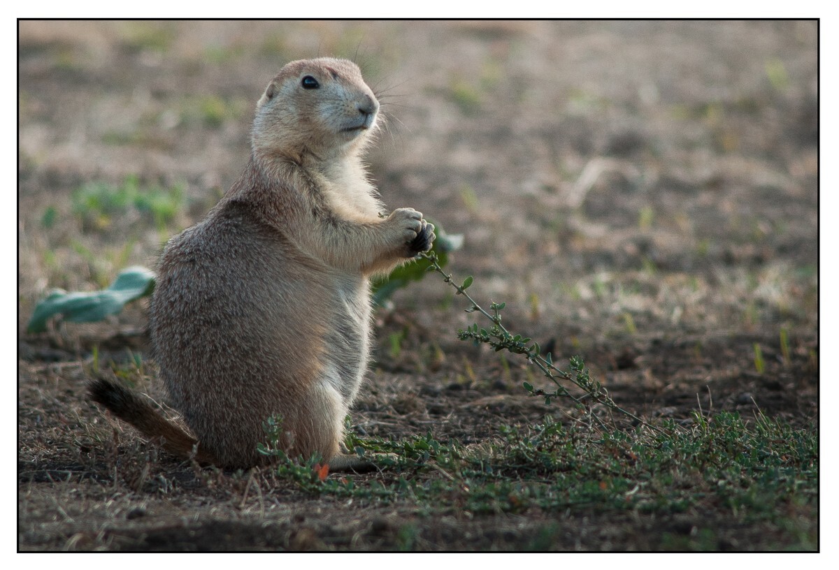 Wildlife Portfolio - 07 - Wildlife