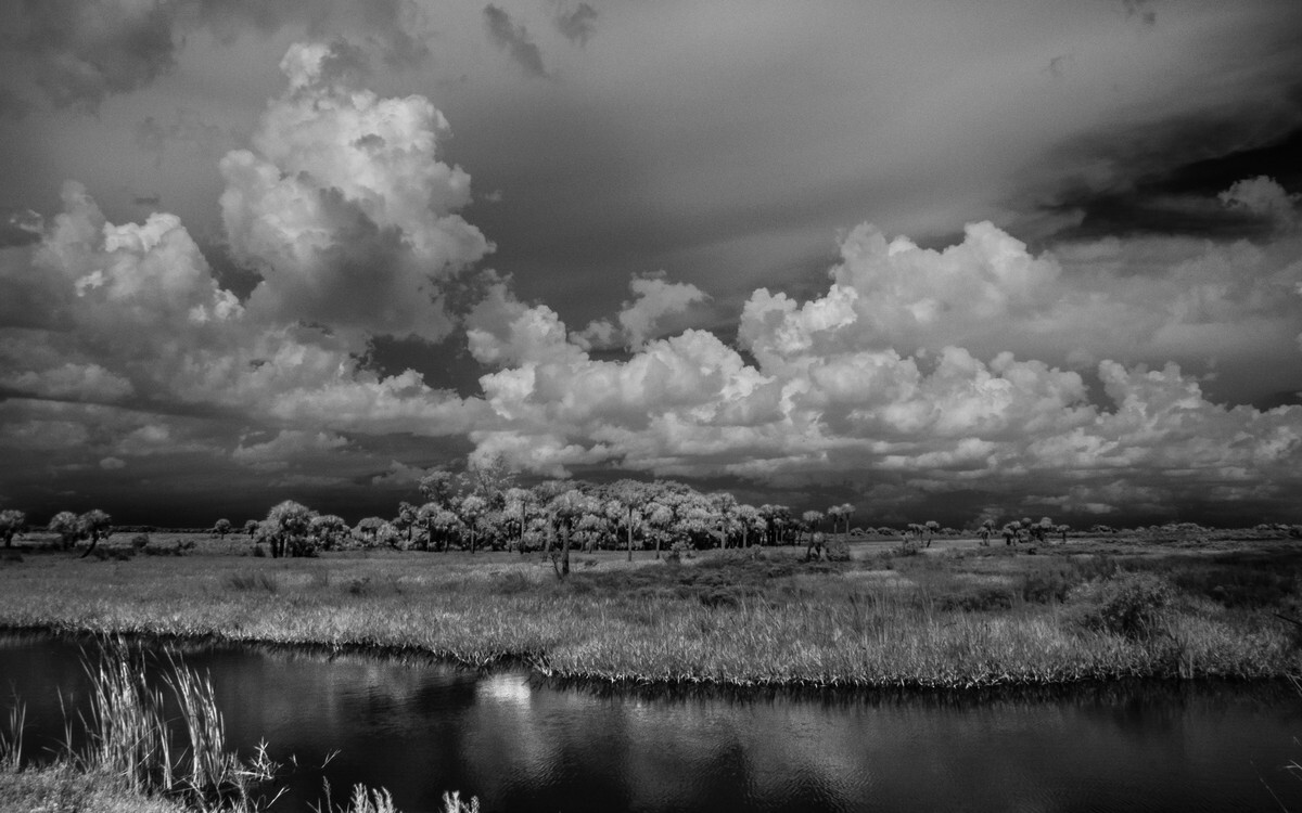 Double Trail Seven Mile Slough - Florida Collection