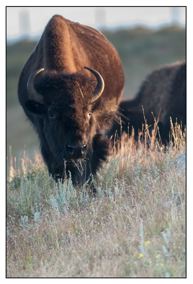 Wildlife Portfolio - 10 - Wildlife