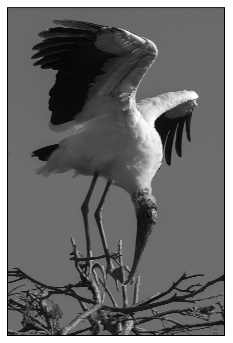 Birds - Monochrome - 08 - Birds - Monochrome