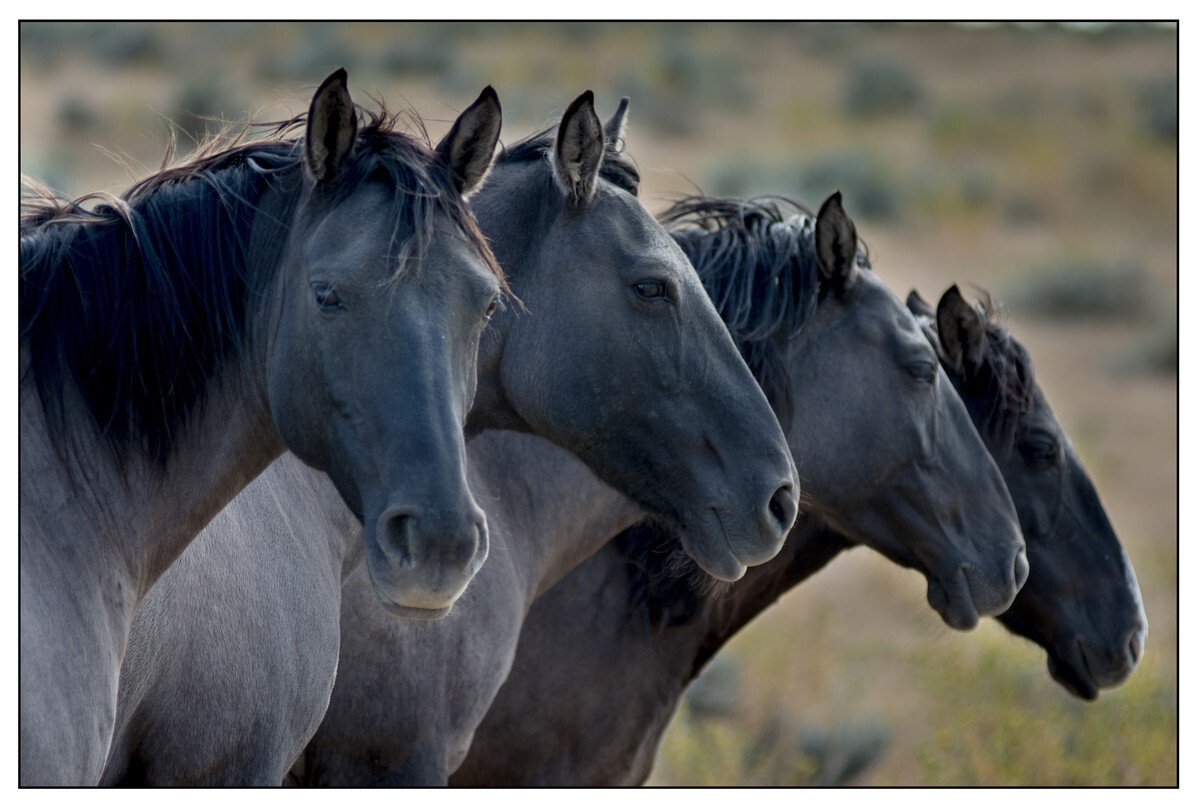 Wild Horses - 09 - Wild Horses