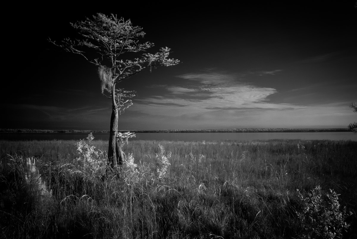 Cypress II - Fine Art Black and White - Florida