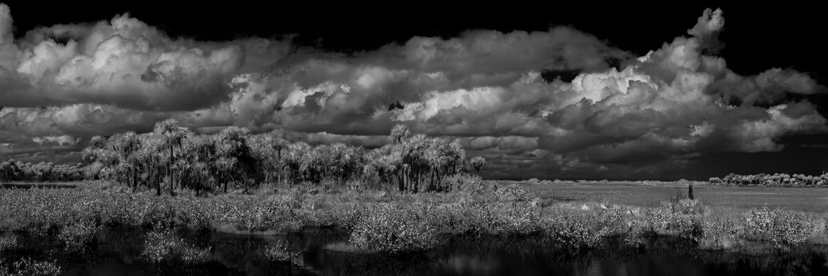Coastal Hammock - Fine Art Black & White Panoramic 3:1 Ratio
