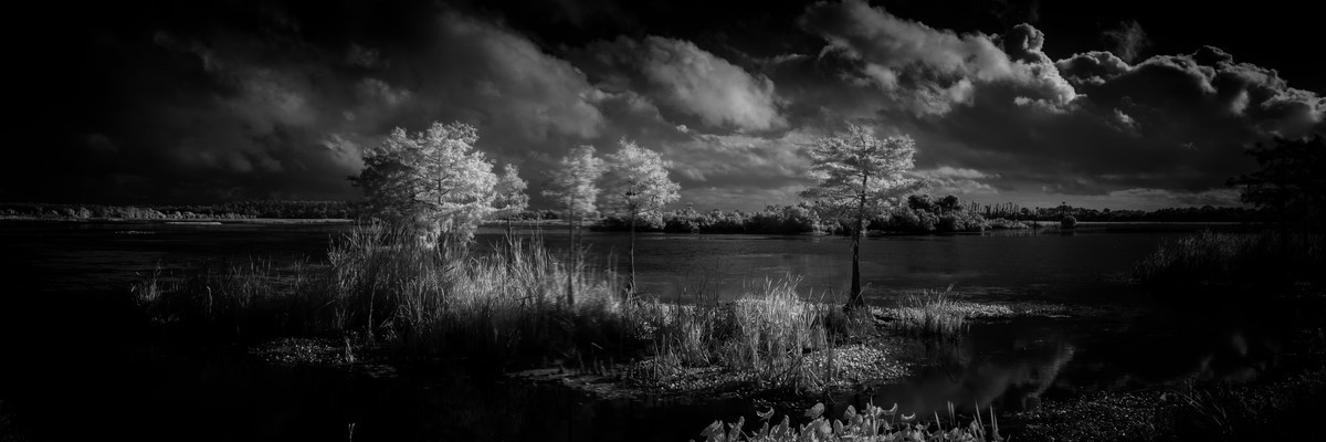 Cypress III - Fine Art Black & White Panoramic 3:1 Ratio