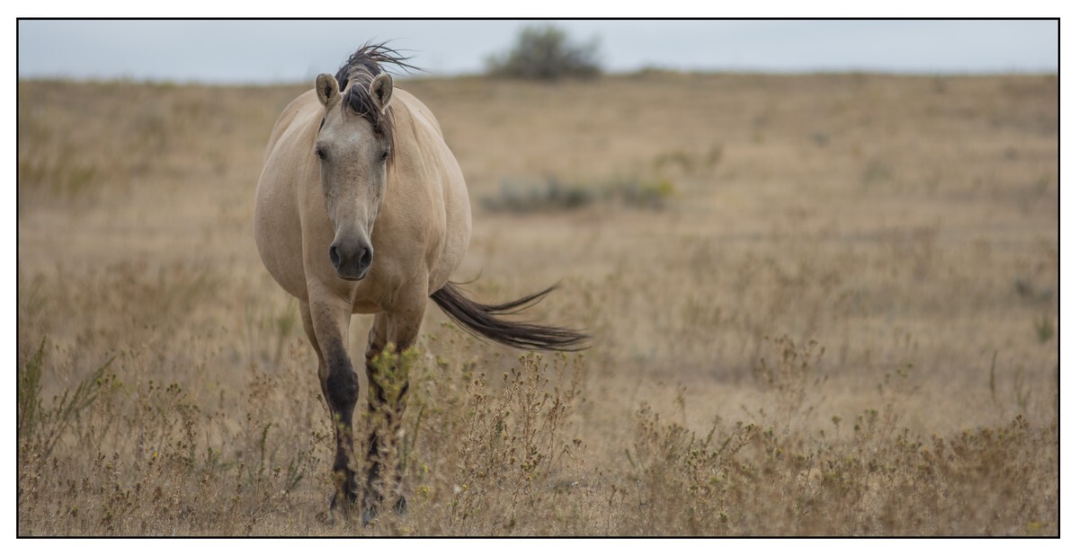 Wild Horses - 03 - Wild Horses