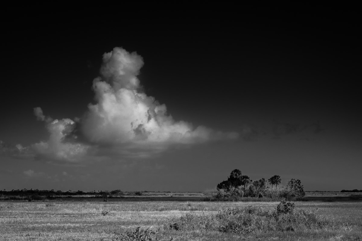 Prophet - Florida Collection