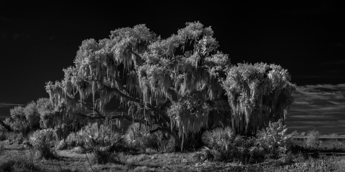 Spanish Moss - Fine Art Black and White Panoramic 2:1 Ratio