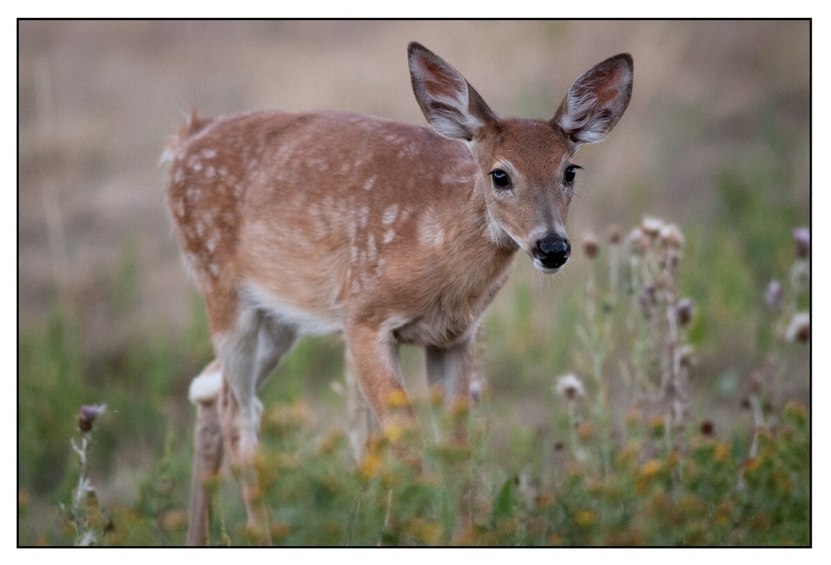 Wildlife Portfolio - 02 - Wildlife