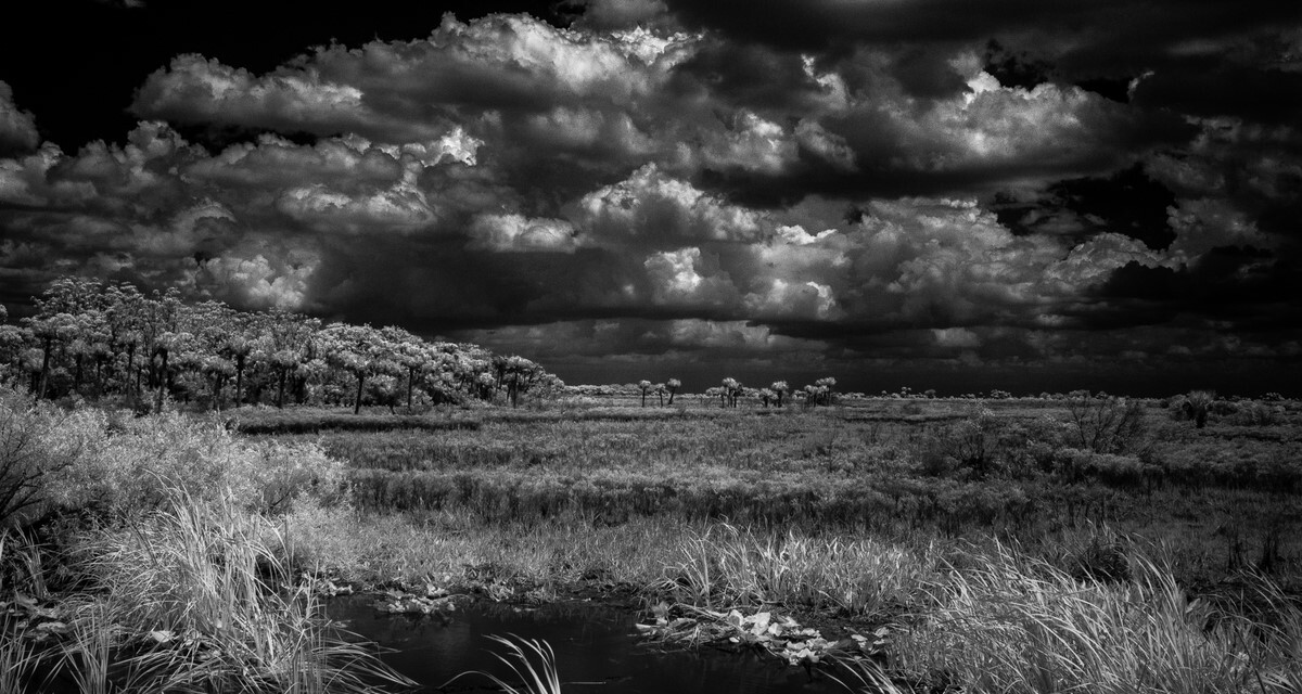 Seven Mile Slough - Florida Collection