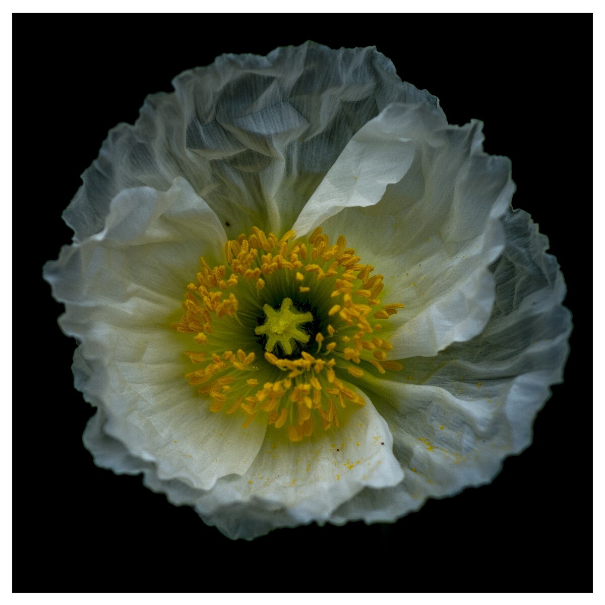 Flowers - Studio Series-2 - Flowers - Studio Series