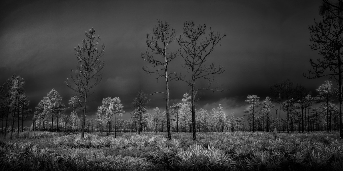 Early Morning - Fine Art Black and White Panoramic 2:1 Ratio