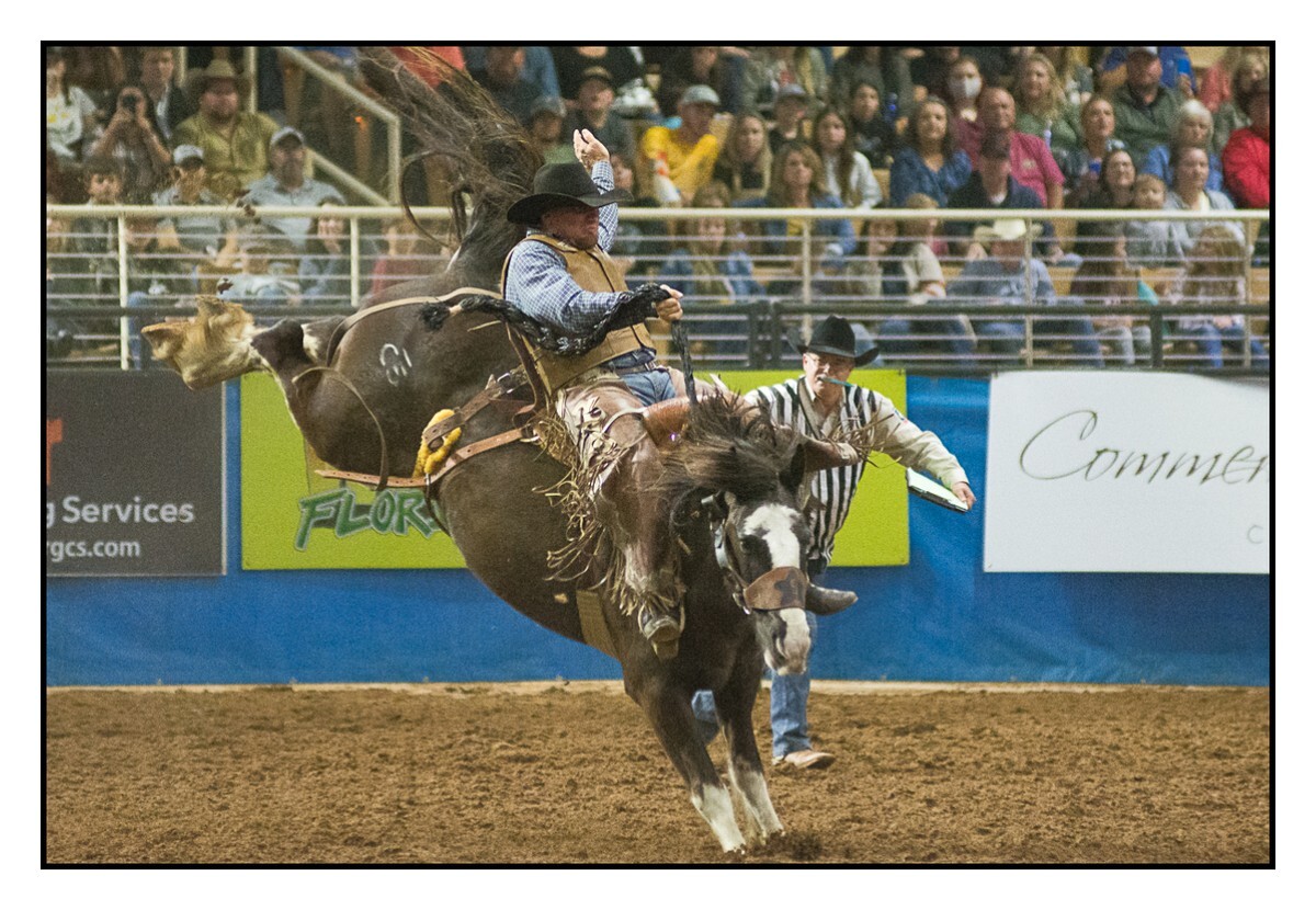 Saddle Bronc 2 - Rodeo