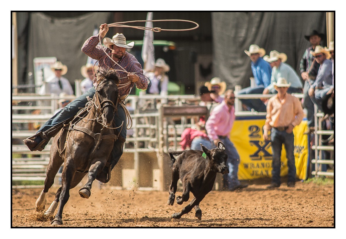 Calf Roping 5 - Rodeo