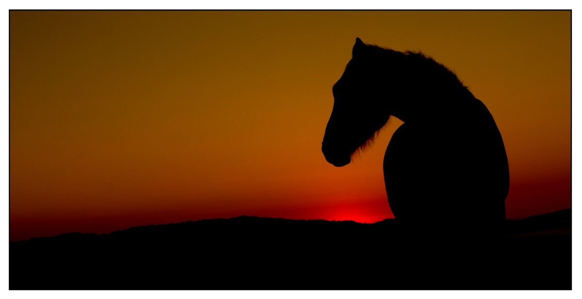 Wild Horses - 10 - Wild Horses