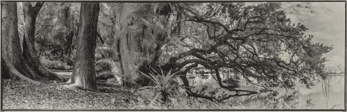 Live Oak - Fine Art Black & White Panoramic 3:1 Ratio