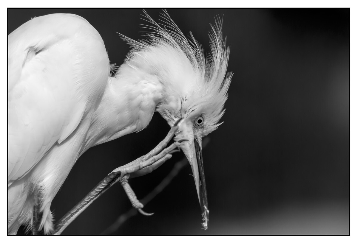 Birds - Monochrome - 07 - Birds - Monochrome
