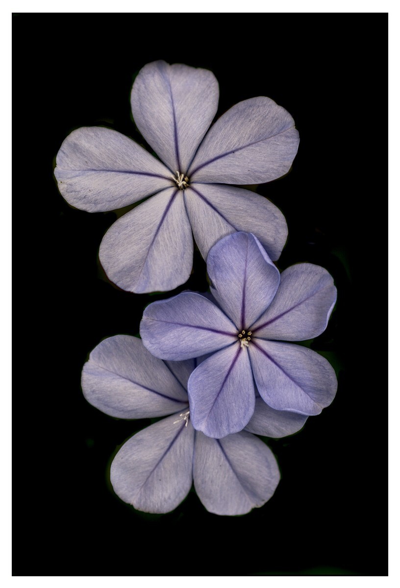 Flowers - Studio Series-10 - Flowers - Studio Series