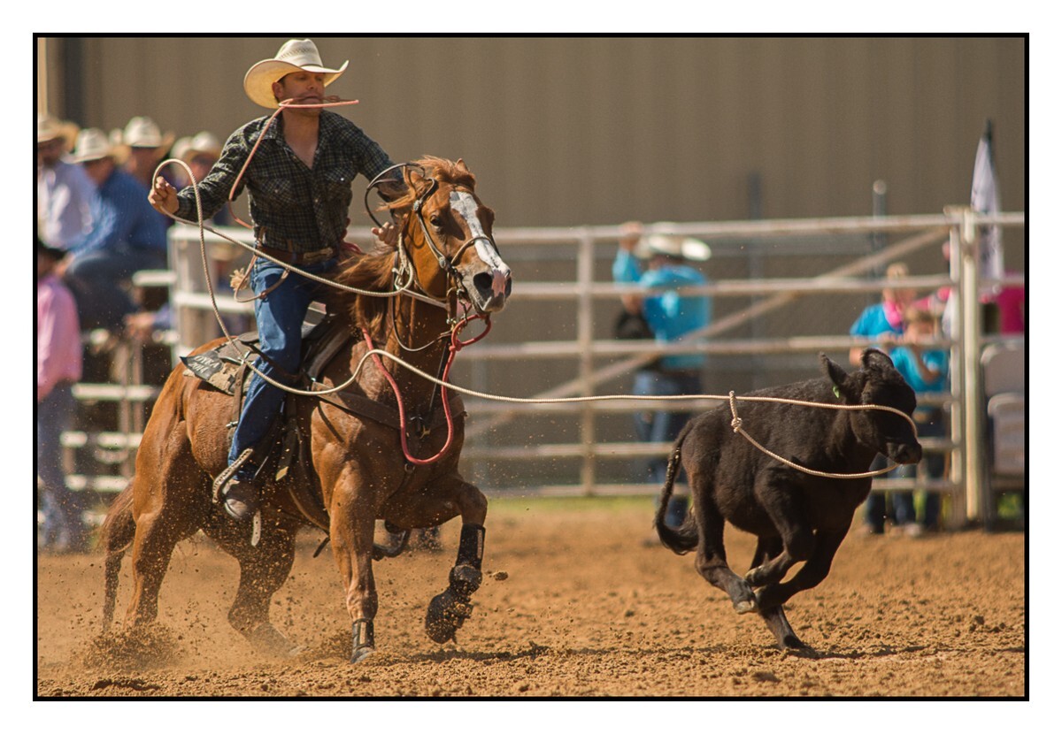 Calf Roping 4 - Rodeo