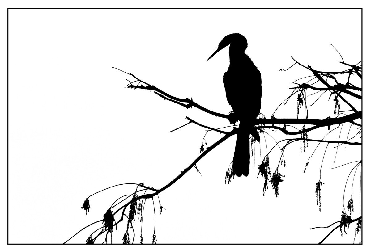 Birds - Monochrome - 03 - Birds - Monochrome