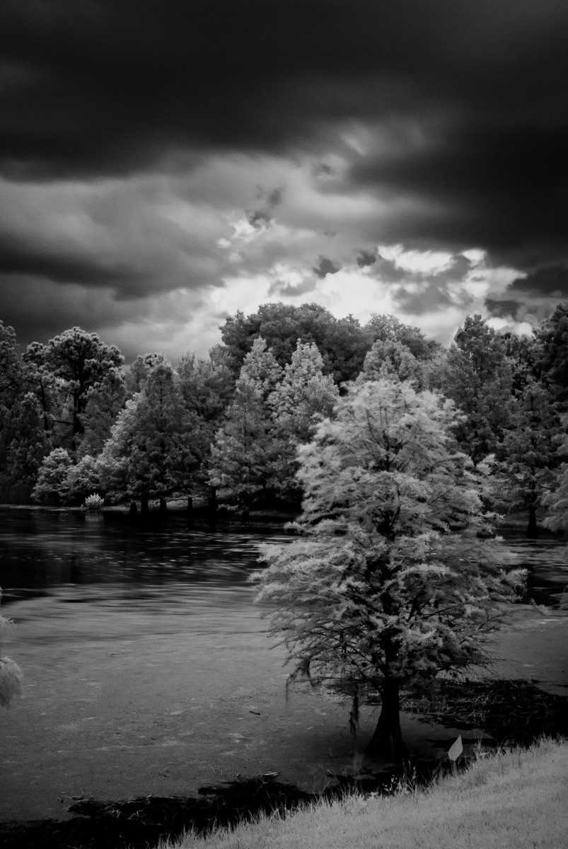 August Rain - Fine Art Black and White - Florida