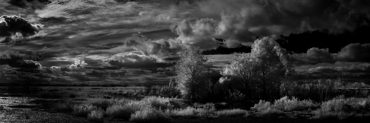 Canal Road Wetlands I - Fine Art Black & White Panoramic 3:1 Ratio