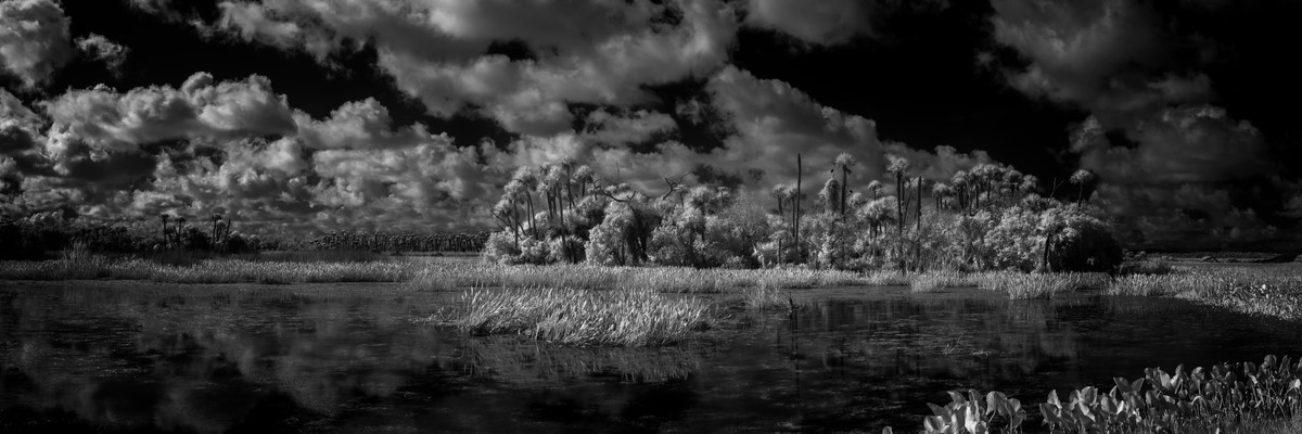 Autumn Palms - Fine Art Black & White Panoramic 3:1 Ratio