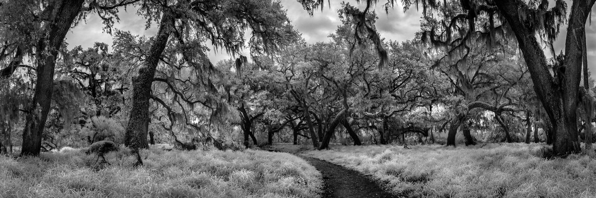 Shady Oaks - Fine Art Black & White Panoramic 3:1 Ratio