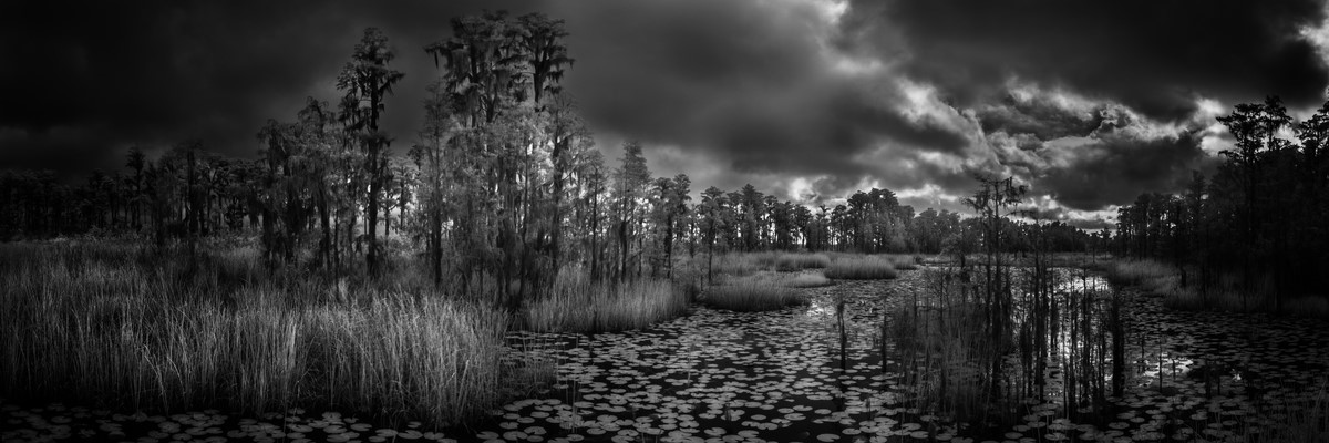 Sawgrass and Cypress - Fine Art Black & White Panoramic 3:1 Ratio