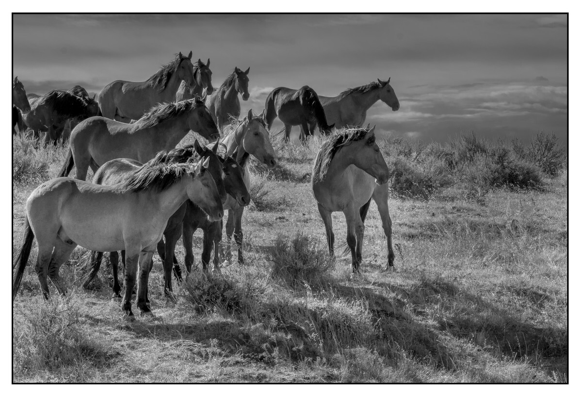 Wild Horses - 02 - Wild Horses