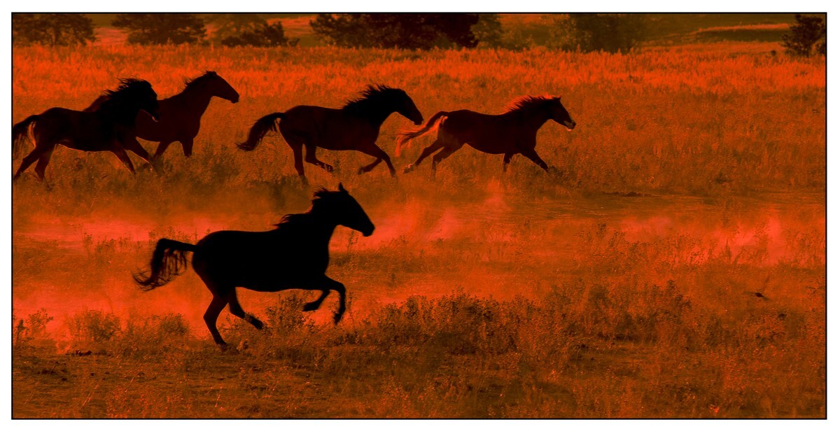 Wild Horses - 08 - Wild Horses