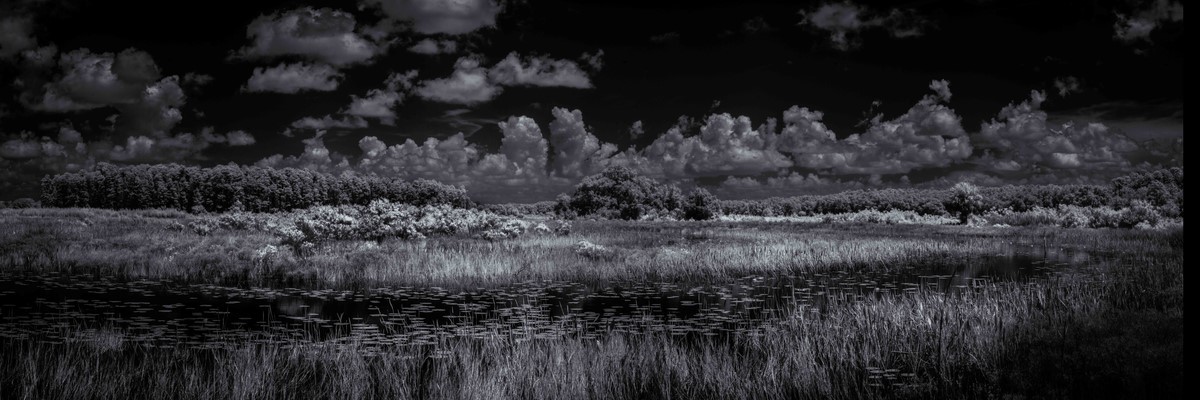 New Cypress Dome - Fine Art Black & White Panoramic 3:1 Ratio