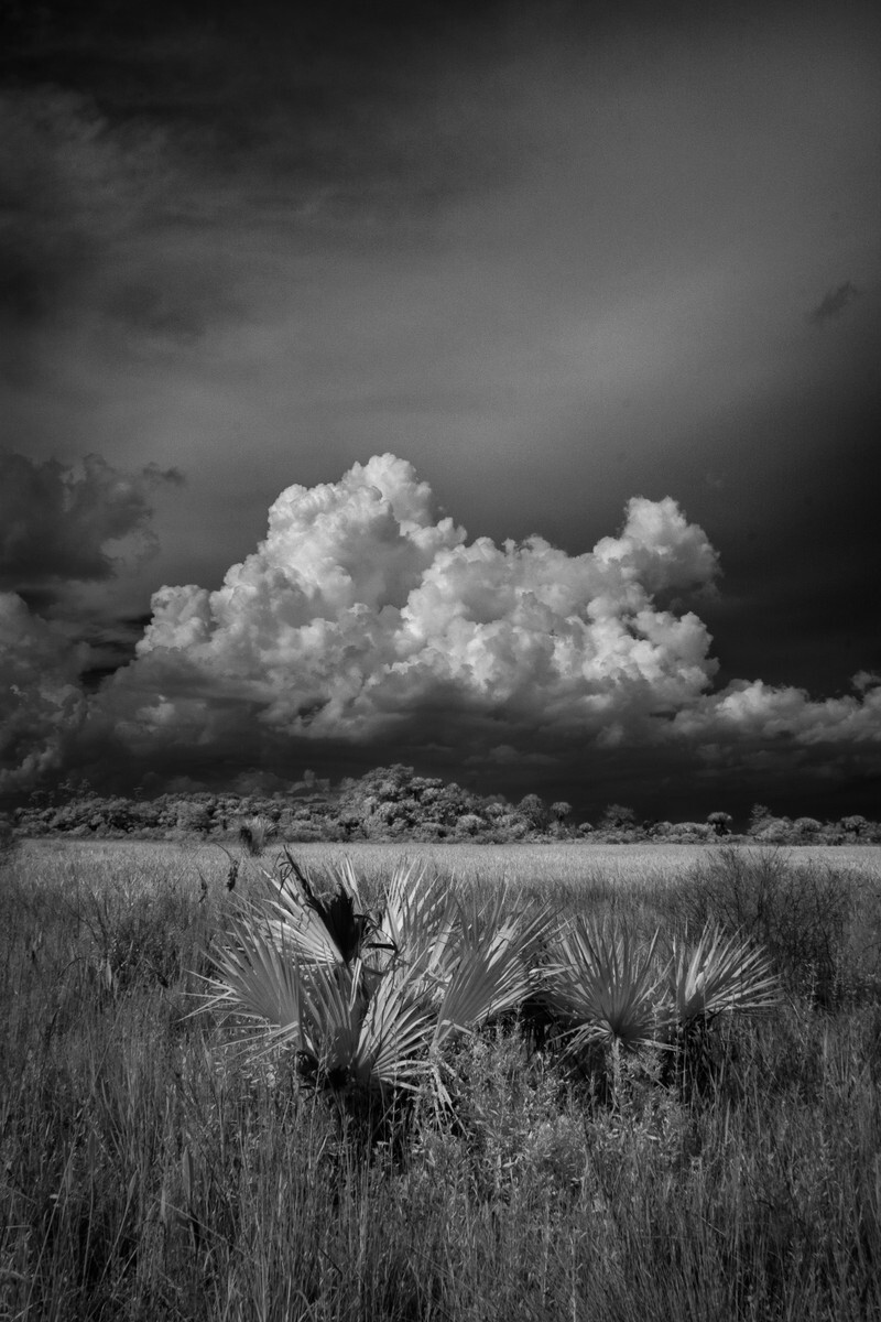 Palmetto - Florida Collection