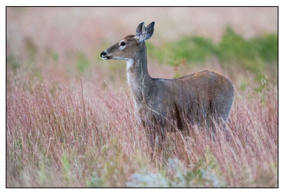 Wildlife Portfolio - 03 - Wildlife