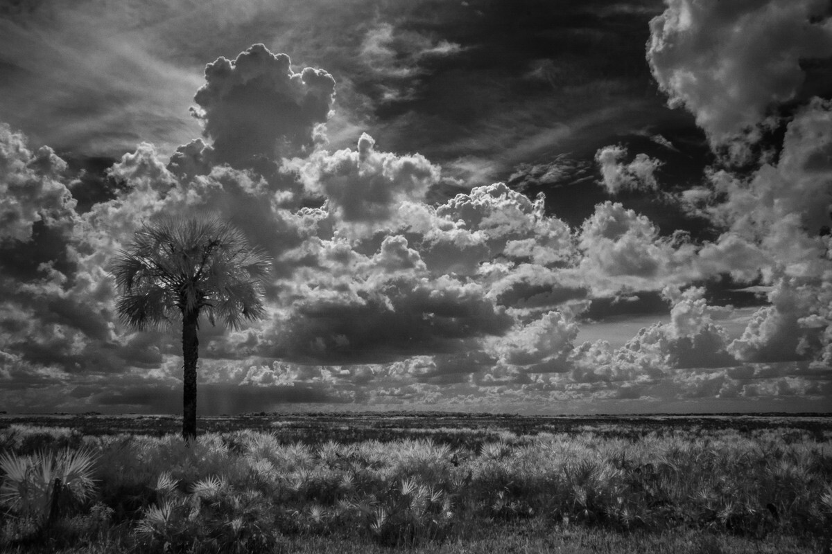 McGuire Prairie - Florida Collection