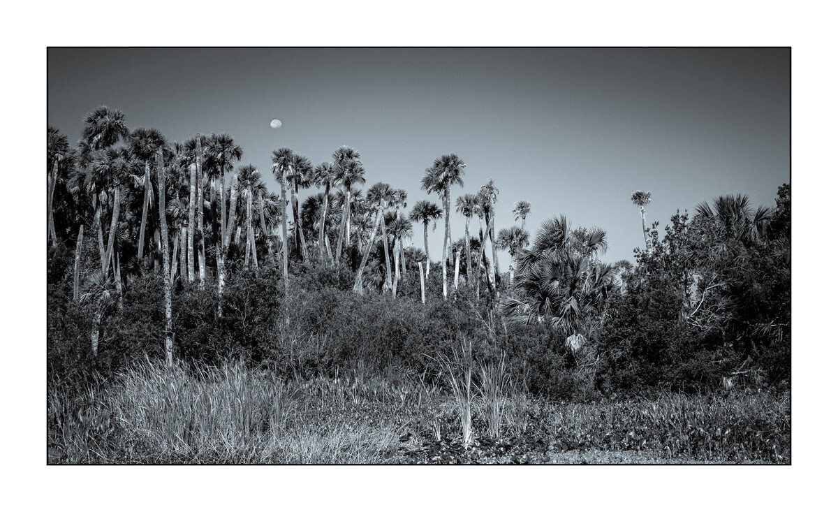 Orange County - Orlando Wetlands Park VI - Florida Wild -  Landscapes of the Sunshine State