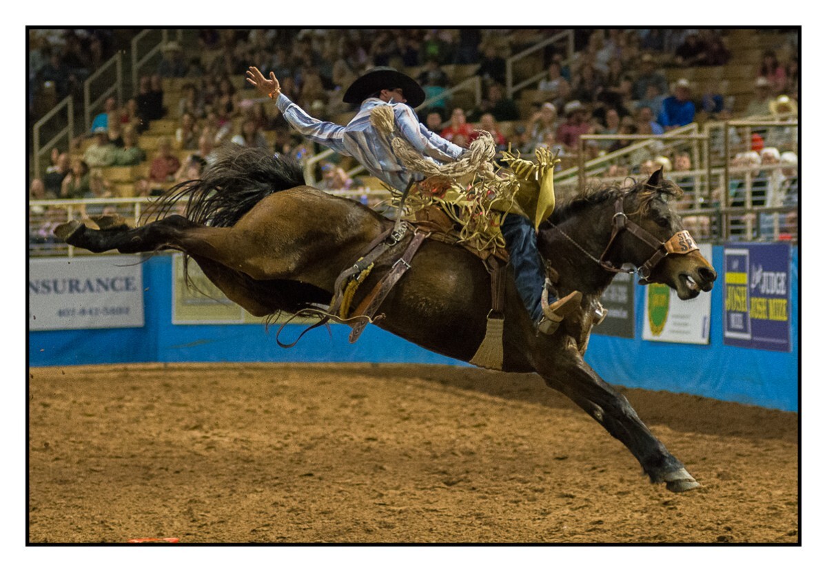 Saddle Bronc 4 - Rodeo
