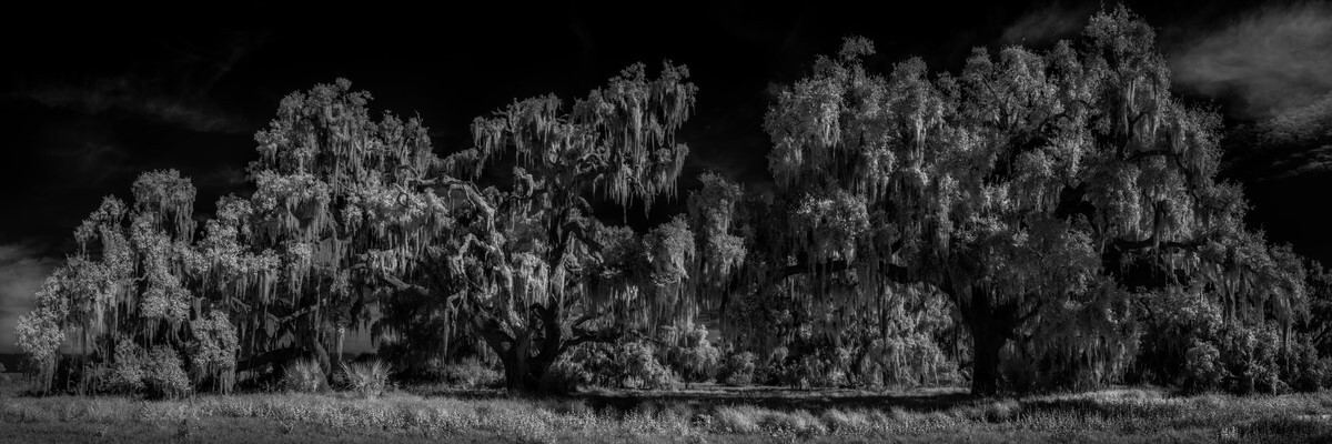 Spanish Moss - Fine Art Black & White Panoramic 3:1 Ratio