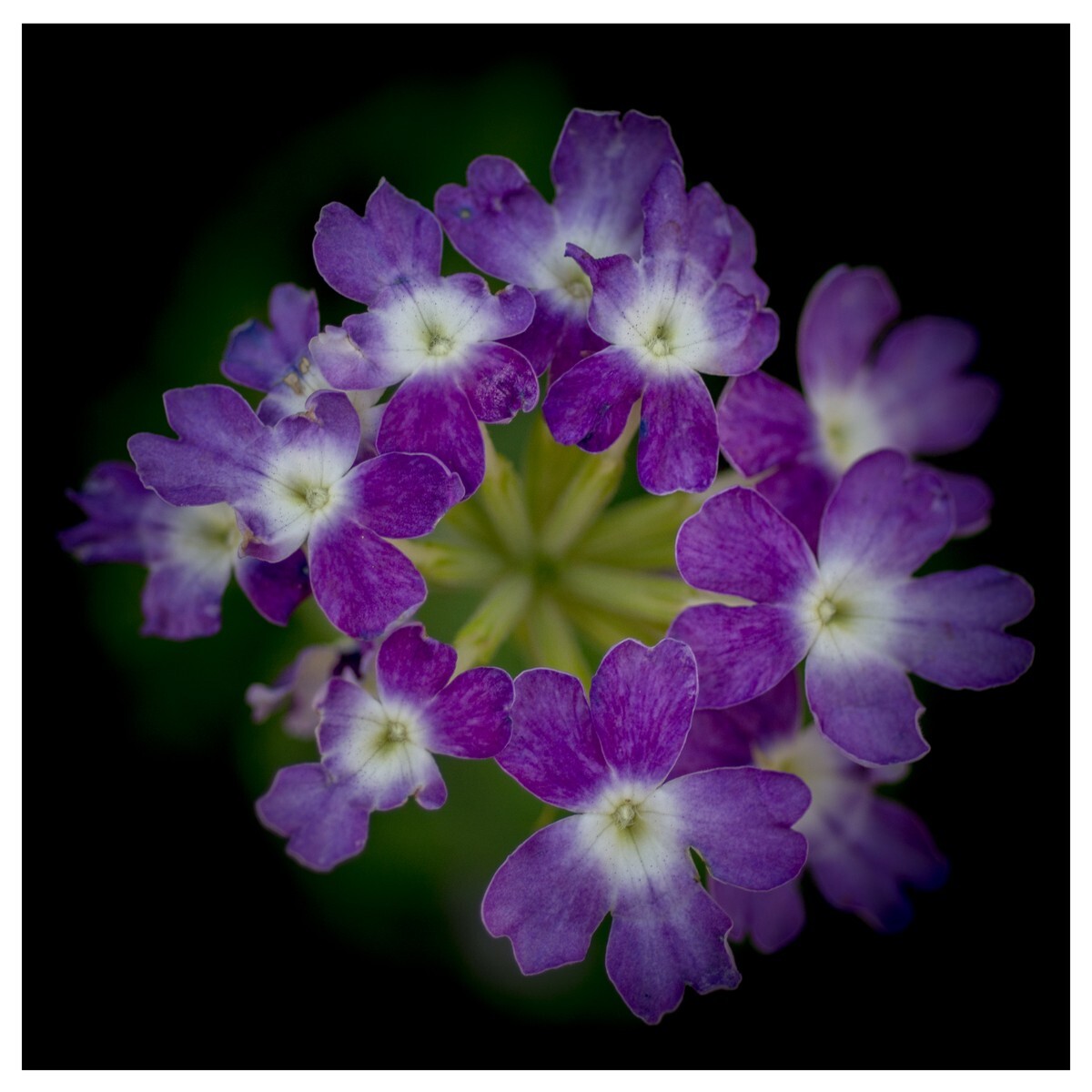 Flowers - Studio Series-1 - Flowers - Studio Series