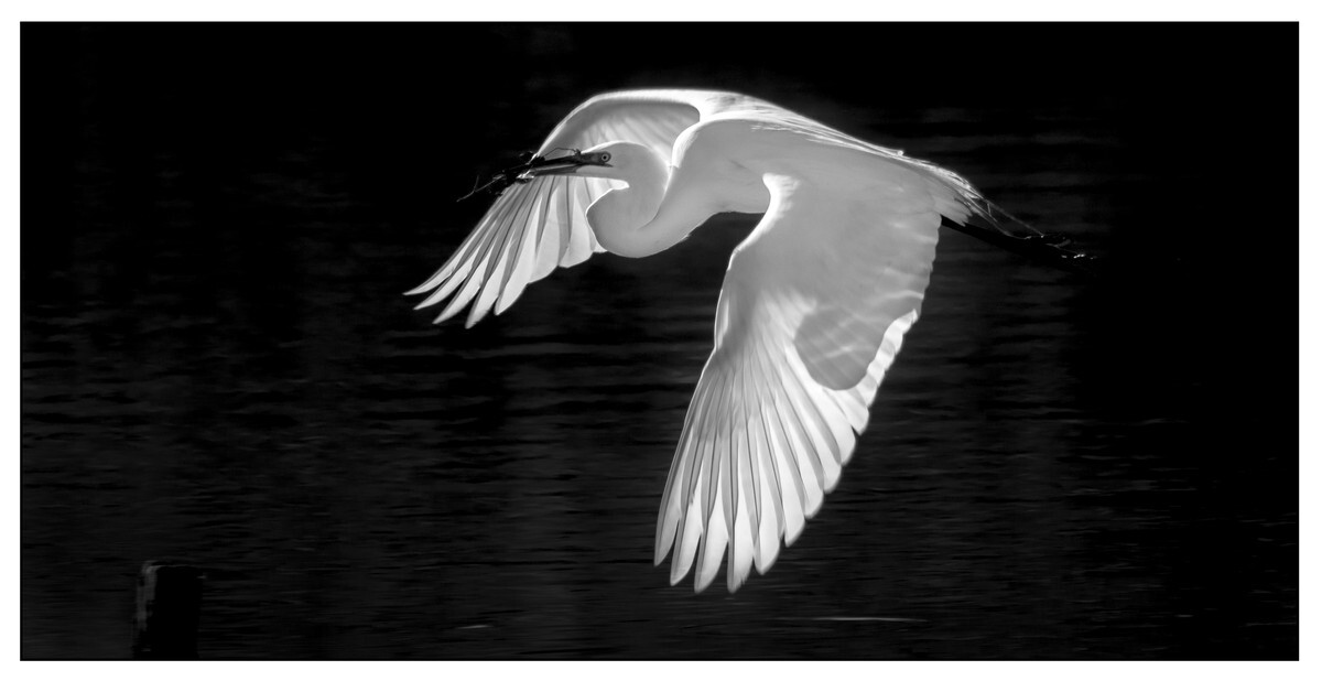 Birds - Monochrome - 04 - Birds - Monochrome