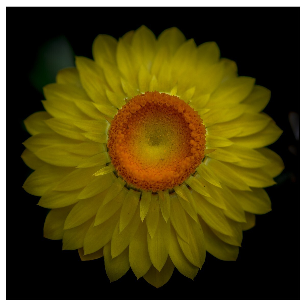 Flowers - Studio Series-5 - Flowers - Studio Series