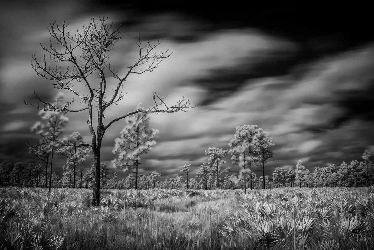 Palmetto Prairie - Fine Art Black and White - Florida