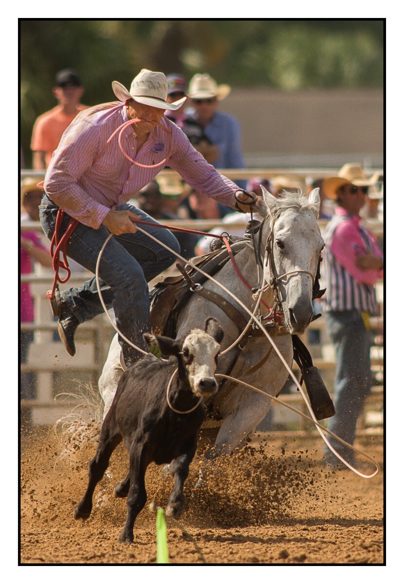 Calf Roping Dismount 3 - Rodeo