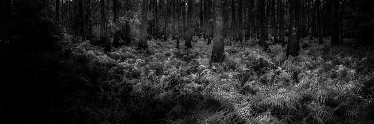 Cypress and Ferns - Fine Art Black & White Panoramic 3:1 Ratio