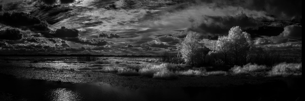 Canal Road Wetlands II - Fine Art Black & White Panoramic 3:1 Ratio