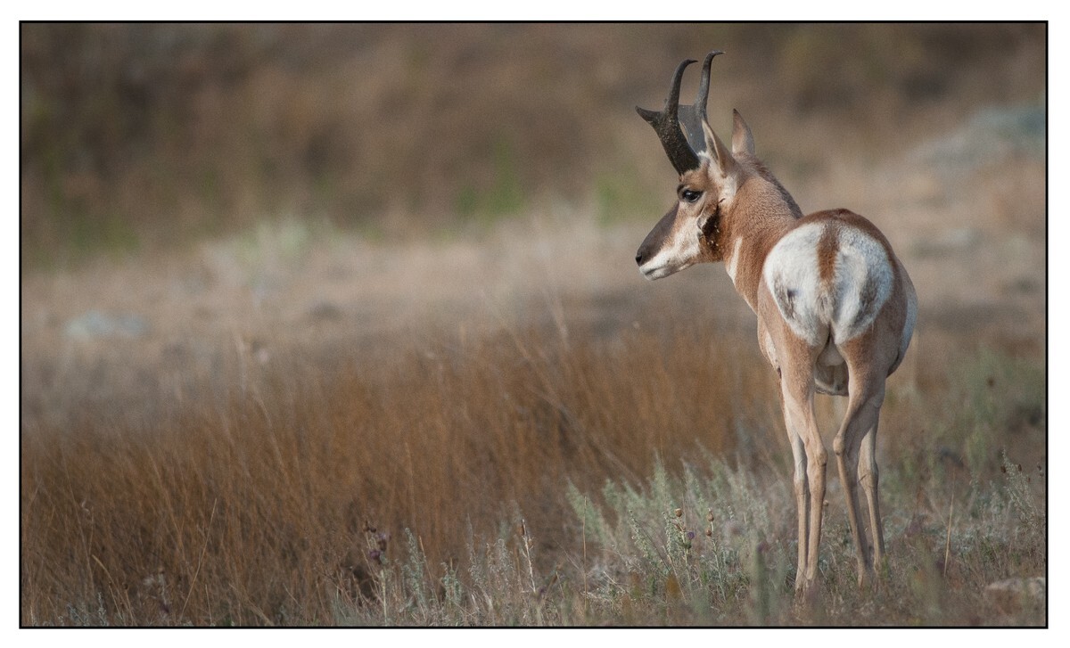 Wildlife Portfolio - 04 - Wildlife