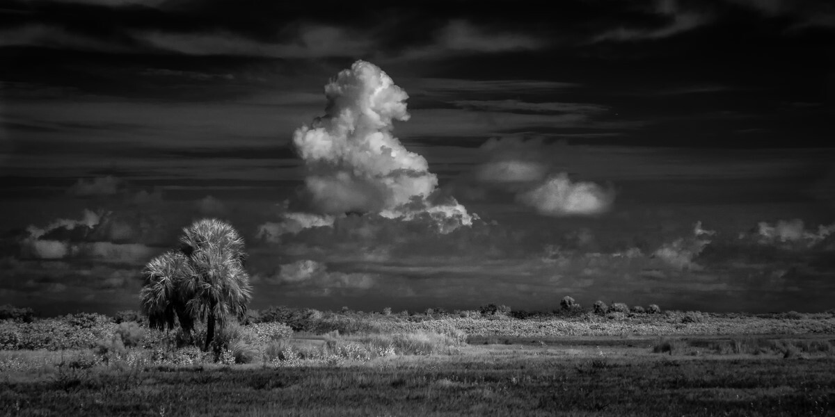 Palm - Fine Art Black and White Panoramic 2:1 Ratio