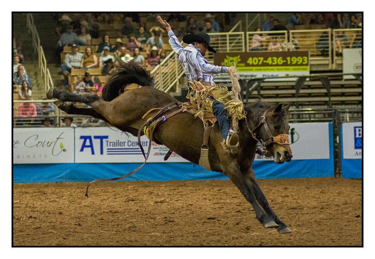 Saddle Bronc 5 - Rodeo