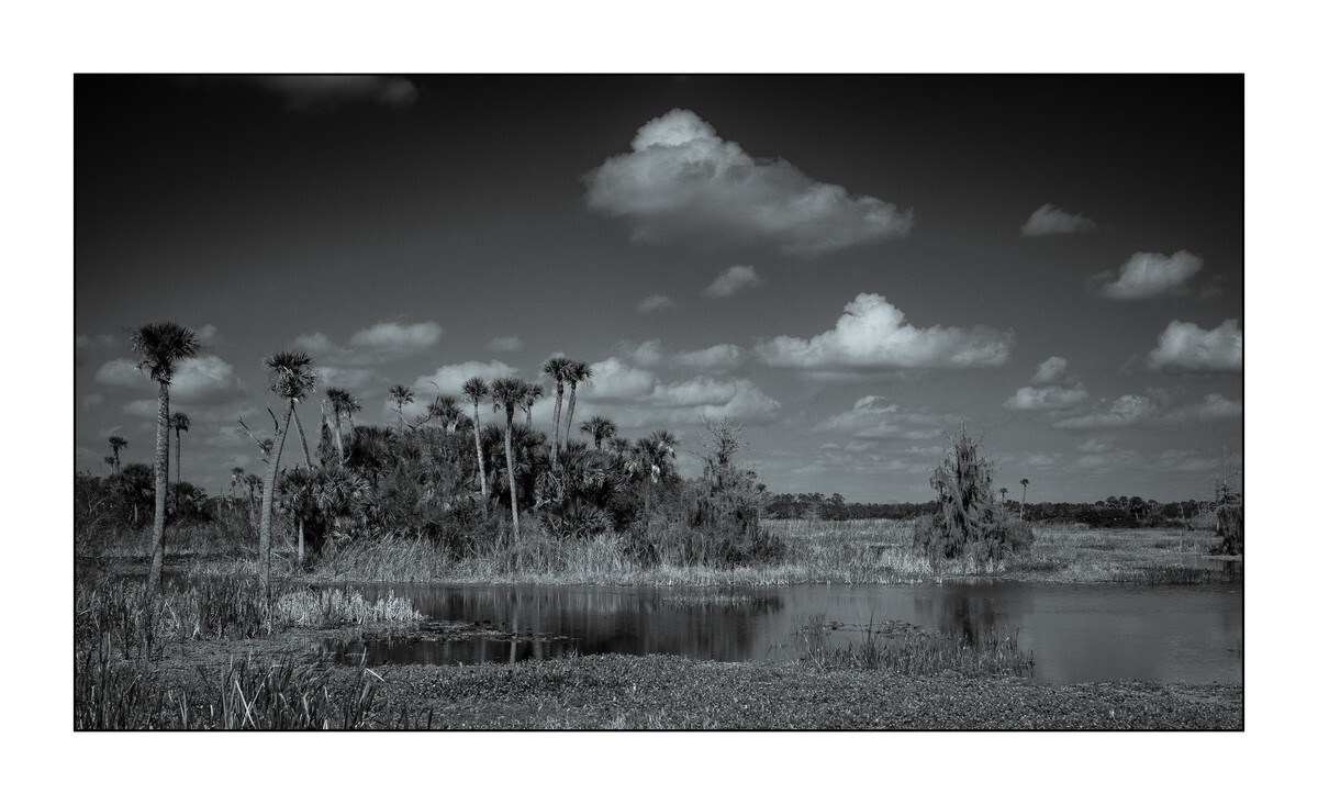 Orange County - Orlando Wetlands Park III - Florida Wild -  Landscapes of the Sunshine State