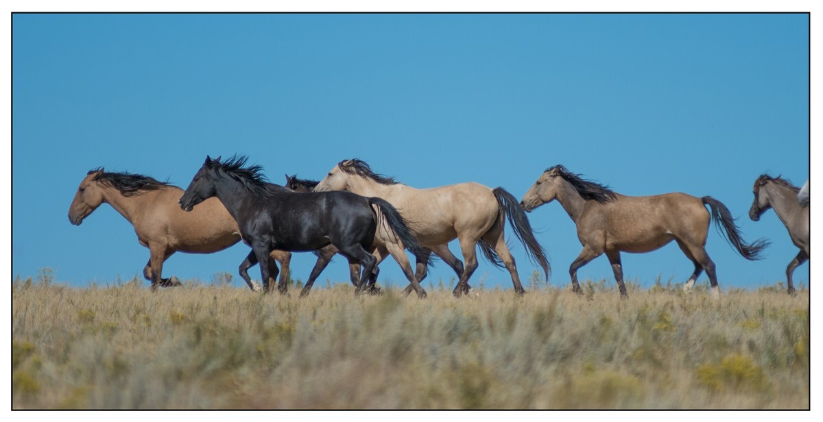 Wild Horses - 07 - Wild Horses