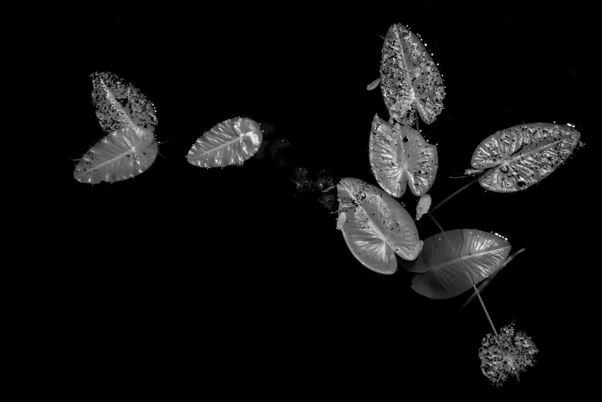 Lilly Pads - Fine Art Black and White - Florida